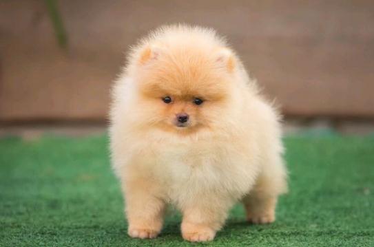 博美犬出售黄博美犬棕色博美犬广州英系博美犬的图片