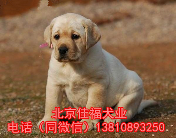 宠物 宠物狗 大型犬 拉布拉多犬 北京拉布拉多犬 大兴拉布拉多犬 旧宫