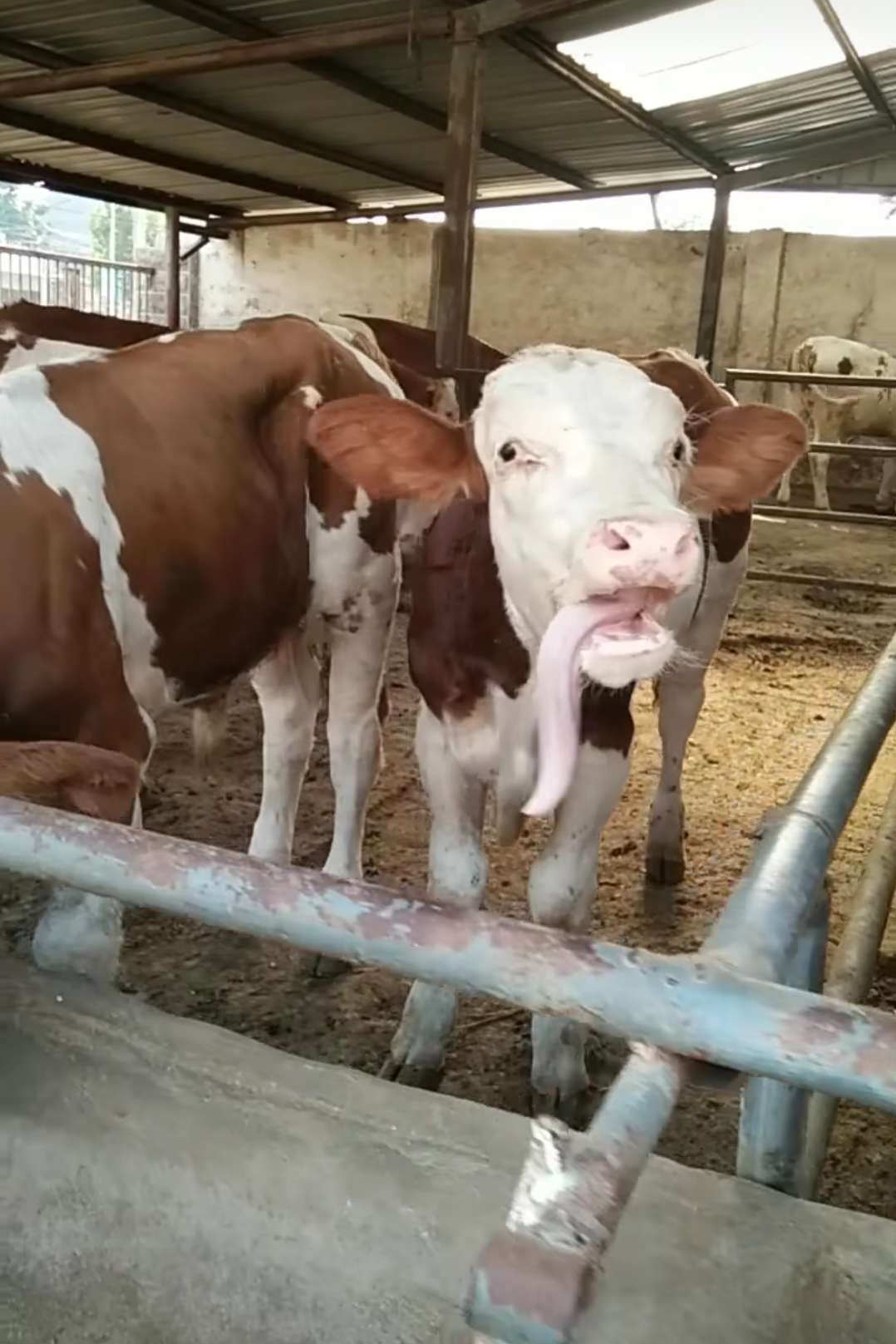 肉牛玩舌头原因