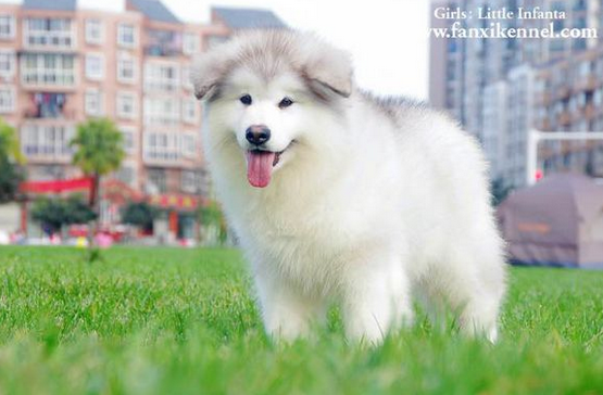 灰色阿拉斯加犬出售灰色巨型犬阿拉斯加犬包健康的图片