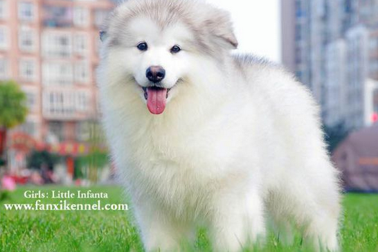 灰色阿拉斯加犬出售灰色巨型犬阿拉斯加犬包健康的图片