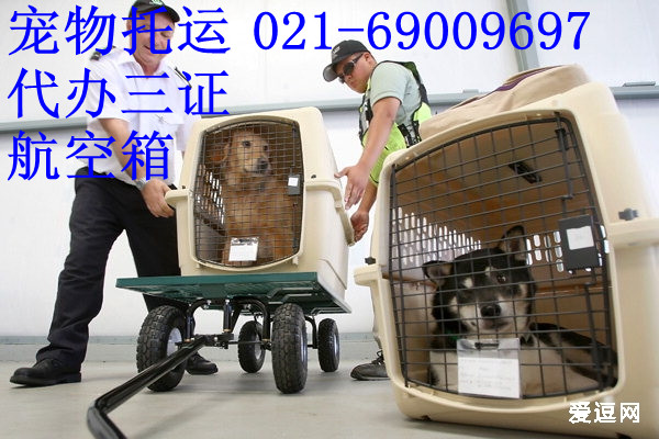宠物托运需要多少钱上海托运宠物到异地价格收费标准的图片