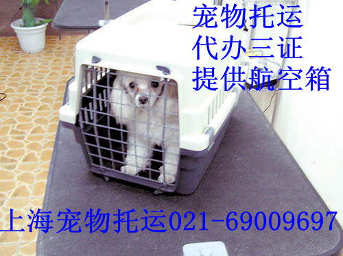 宠物托运需要多少钱上海托运宠物到异地价格收费标准的图片