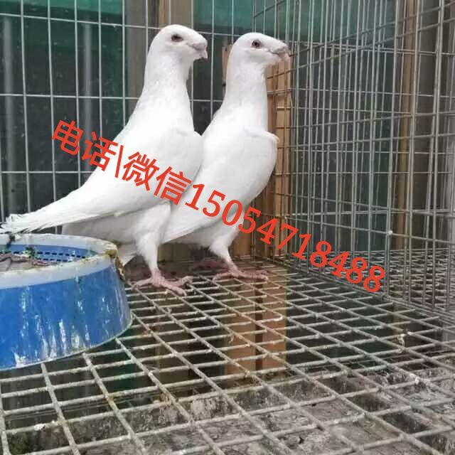 广东元宝鸽一对多少钱公斤鸽价格的图片