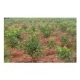 大小规格占地果树樱桃树柿子树苹果树核桃树的图片