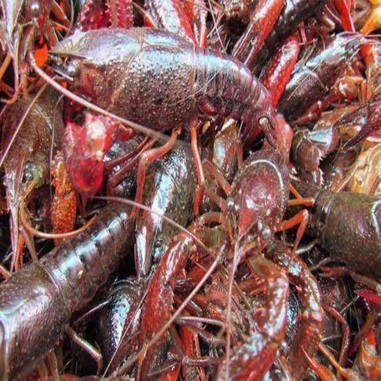 小龙虾厂家大量批发供货大闸蟹价格优惠的图片