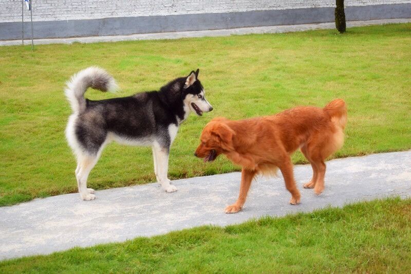 惠州宠物寄养 无笼式 有素狗狗训练基地 训犬学校