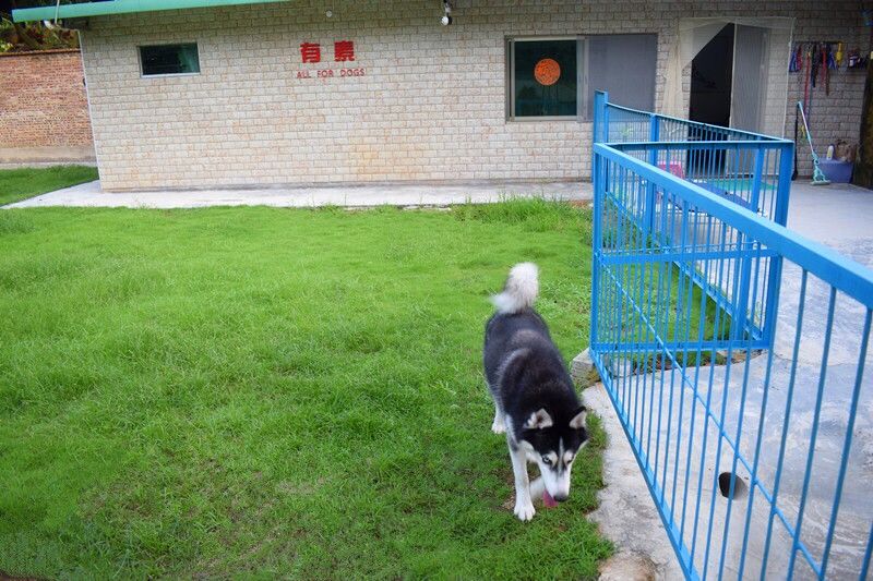 中山有素狗狗训练基地 无笼式寄养 宠物训犬学校